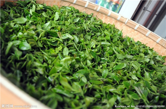茶葉減農殘，施肥要微補控氮