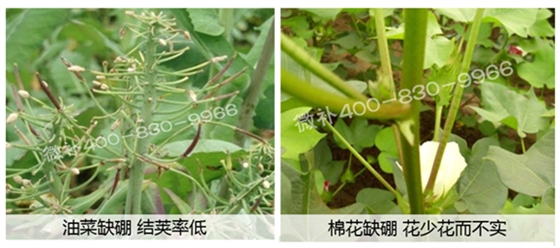春季作物為什么需要大量用硼肥？