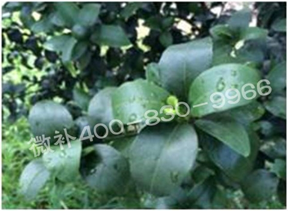 柑橘春梢弱，難抽發，到底是什么原因？