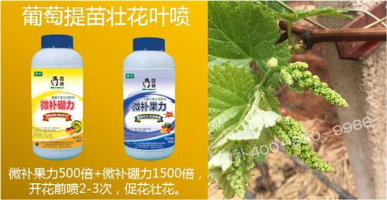 葡萄萌芽期如何預防倒春寒？