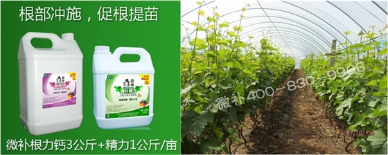葡萄萌芽期如何預防倒春寒？