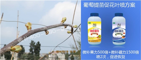 獼猴桃萌芽期如何施肥，才能促進萌芽齊、萌芽壯？