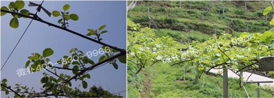 獼猴桃萌芽期如何施肥，才能促進萌芽齊、萌芽壯？