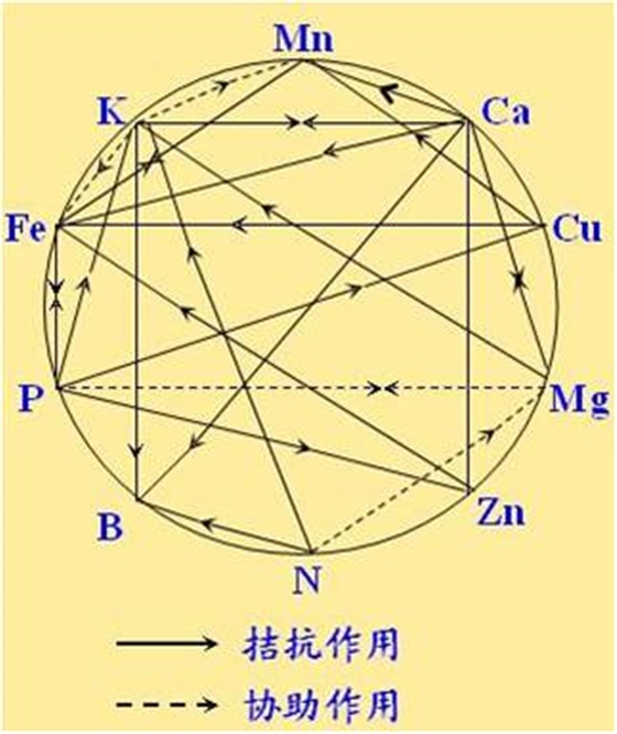 原料型鉀肥和鎂肥為什么會發生拮抗？