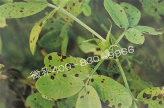 花生缺鉀與花生葉斑病有什么區別？