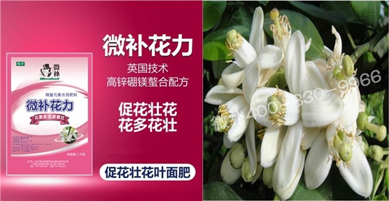 蜜柚促花壯花除了補磷還需要補硼鋅？