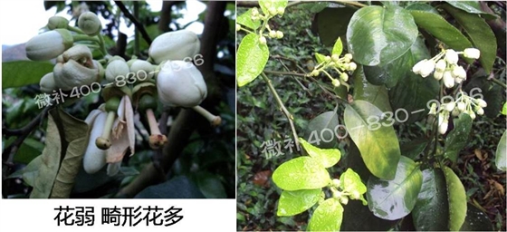 蜜柚促花壯花除了補磷還需要補硼鋅？