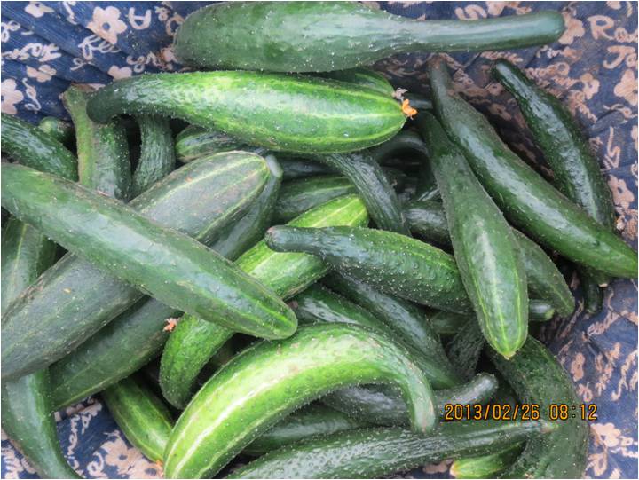#微肥課堂#黃瓜味苦，天氣or肥料，到底誰之過？