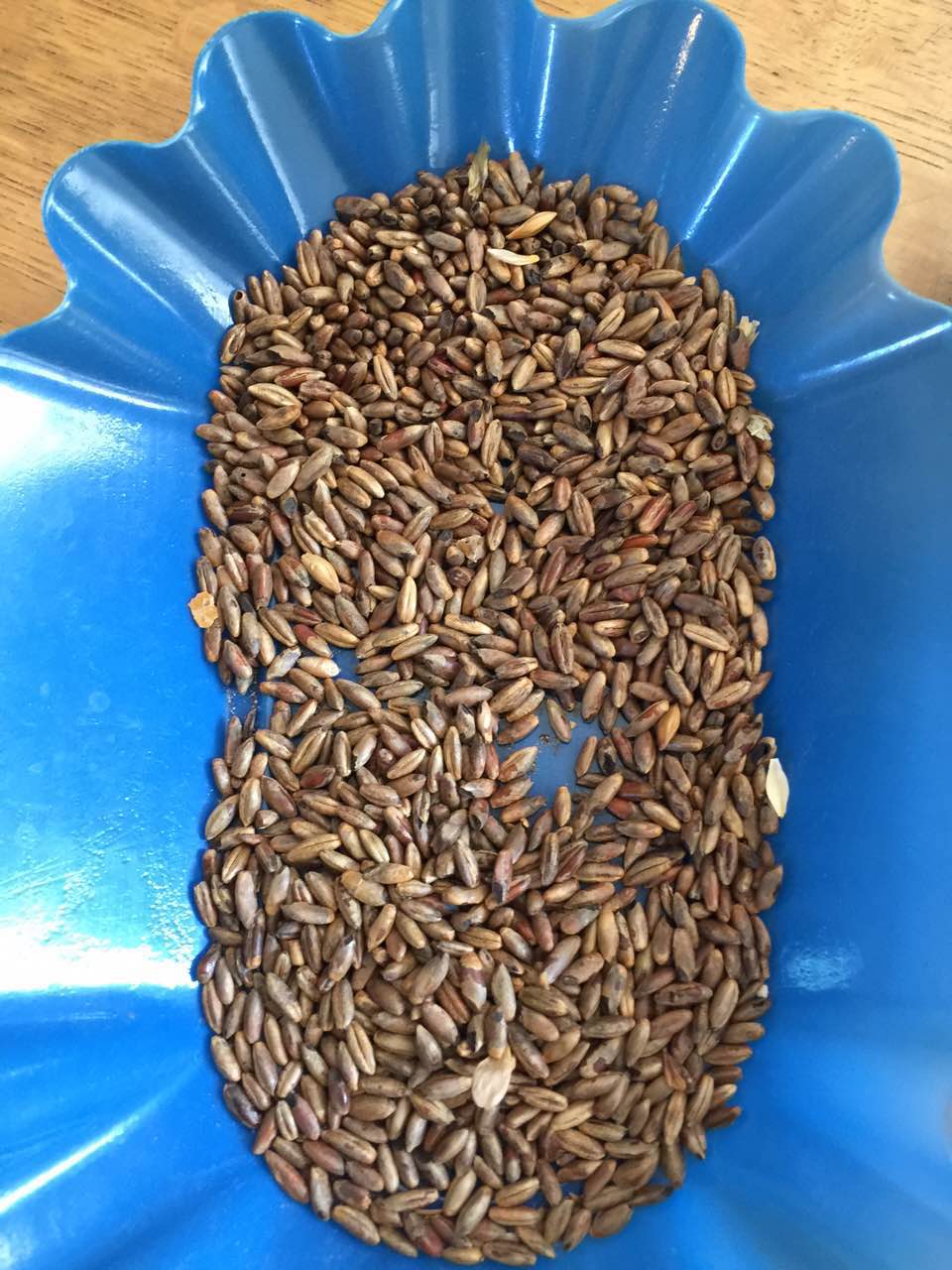 余教授德國鄉村行：我在德國為什么不會點啤酒了？