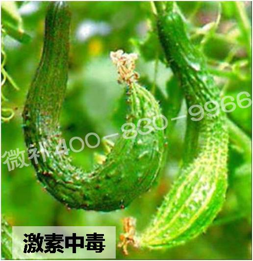 #微肥課堂#葉面肥含激素好嗎？
