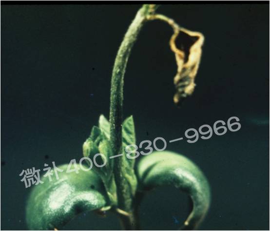 莖尖枯死，到底是缺硼還是缺鈣？