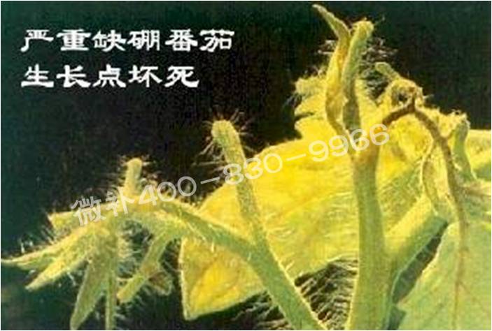 莖尖枯死，到底是缺硼還是缺鈣？