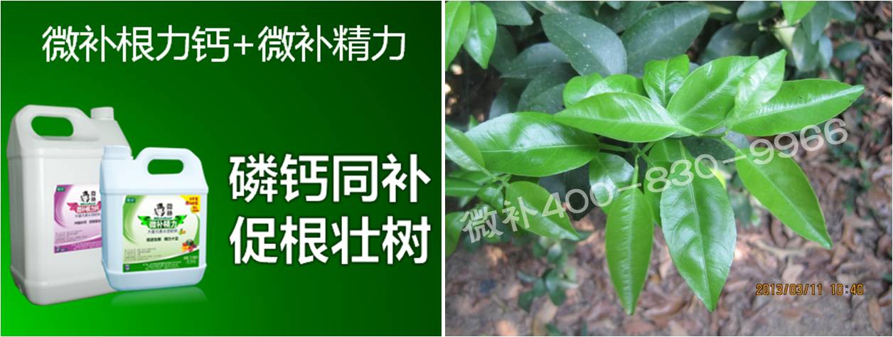 柑橘春梢弱，難抽發，到底是什么原因？