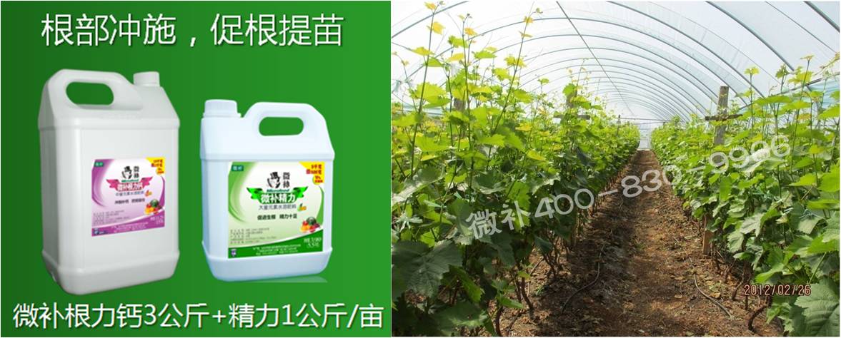葡萄萌芽期如何預防倒春寒？
