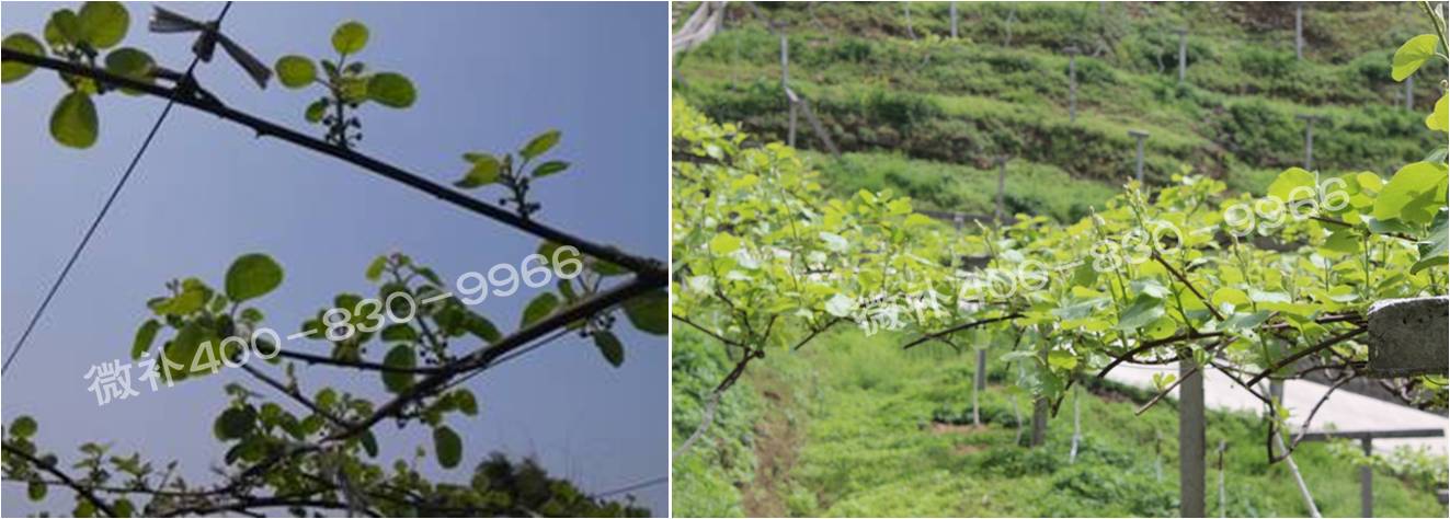 獼猴桃萌芽期如何施肥，才能促進萌芽齊、萌芽壯？
