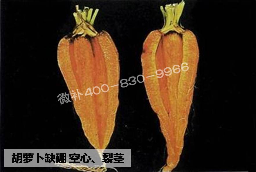 大田作物缺硼，就用高生物活性海藻液體硼，補硼更有效！