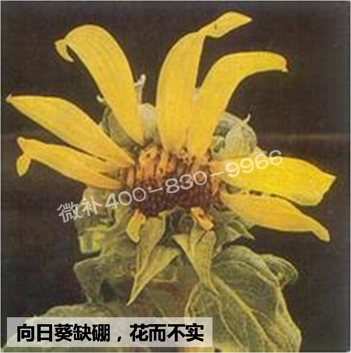大田作物缺硼，就用高生物活性海藻液體硼，補硼更有效！