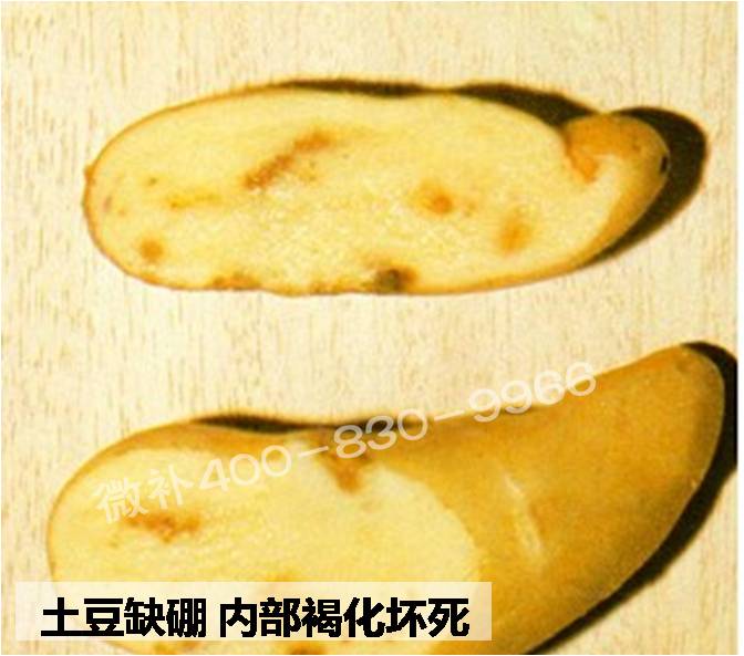 大田作物缺硼，就用高生物活性海藻液體硼，補硼更有效！