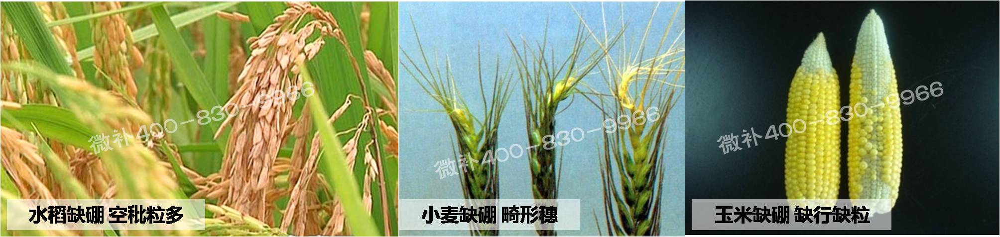 大田作物缺硼，就用高生物活性海藻液體硼，補硼更有效！