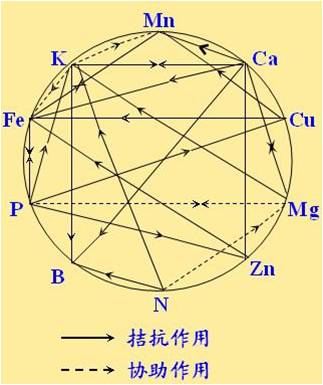 原料型鉀肥和鎂肥為什么會發生拮抗？