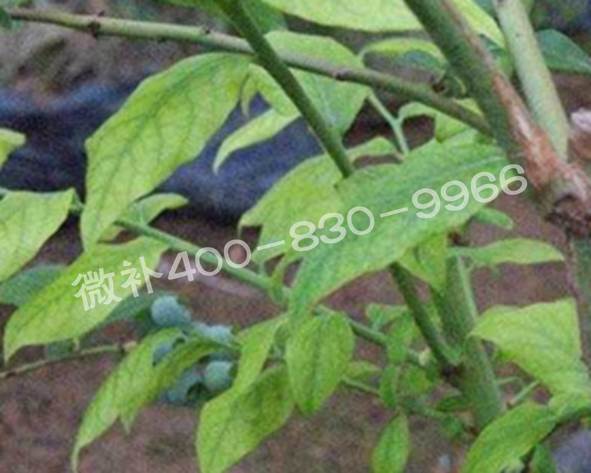 藍莓黃葉是缺素還是病害？