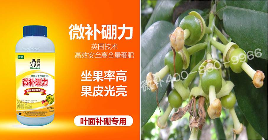 蜜柚促花壯花除了補磷還需要補硼鋅？