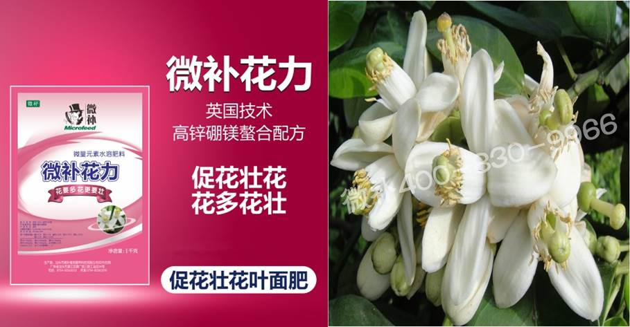 蜜柚促花壯花除了補磷還需要補硼鋅？