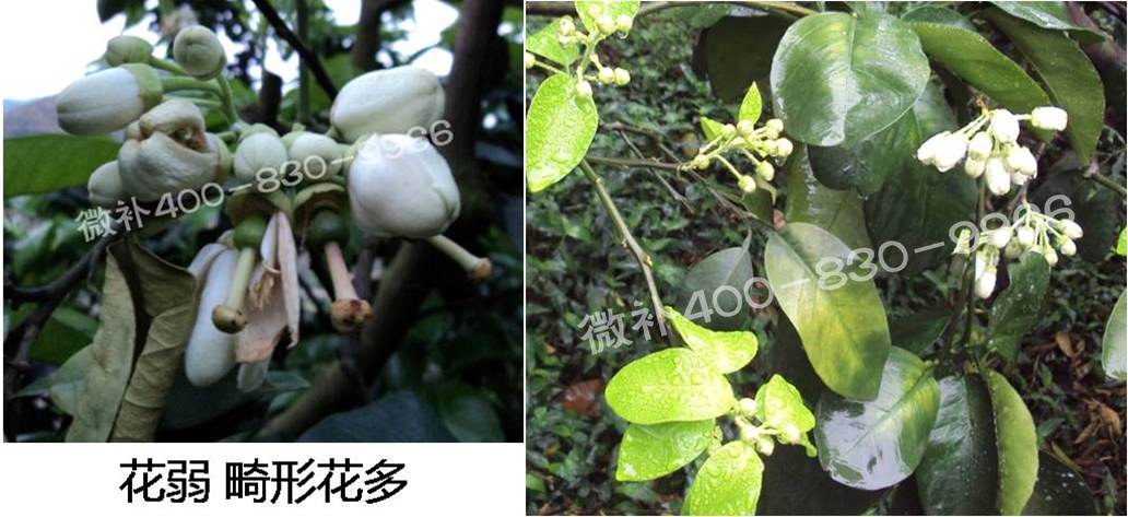蜜柚促花壯花除了補磷還需要補硼鋅？
