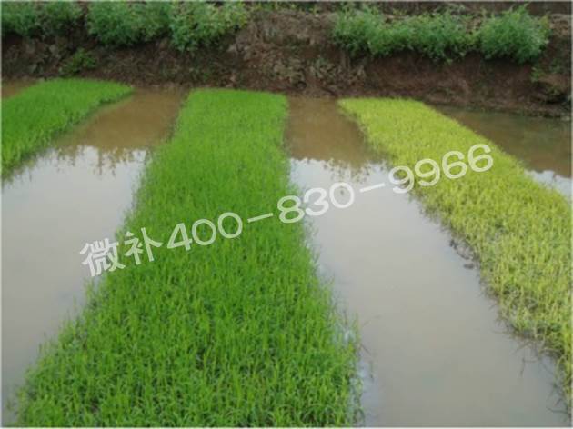水稻黃秧、爛秧怎么辦？