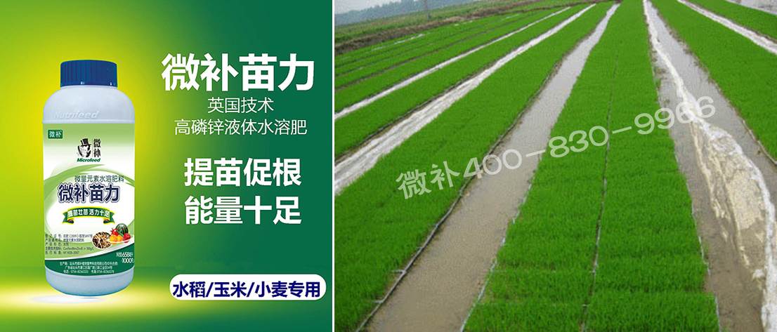 水稻黃秧、爛秧怎么辦？