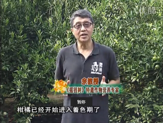 20150928珠江臺搖錢樹：如何提高柑橘硬度？預防減少浮皮霜凍果