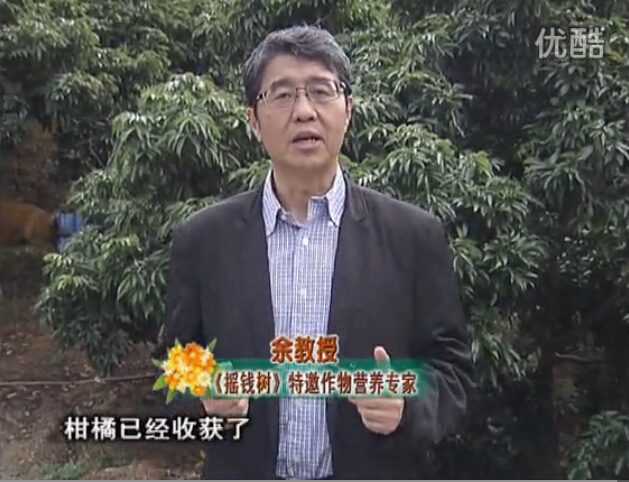 20160104珠江臺搖錢樹：防治柑橘黃樹、減少采后弱樹 撒微補倍力、噴碧力+壯力