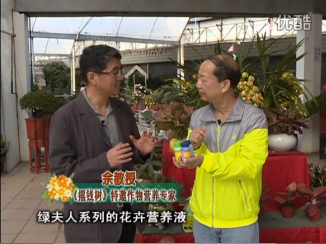 20160111珠江臺搖錢樹：家庭盆栽花卉黃葉又難養？用綠夫人，枝繁葉茂、花多花艷