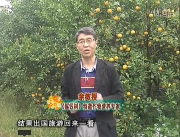 20160111珠江臺搖錢樹：貢柑大場樹弱黃葉，今年樹勢大翻身果靚還高價！
