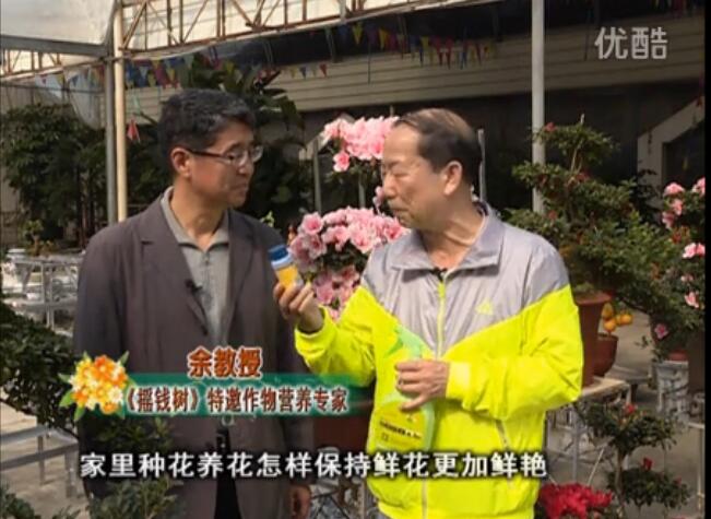 20160118珠江臺搖錢樹：家庭花卉用綠夫人600度鮮花營養液，花開鮮艷、花期長