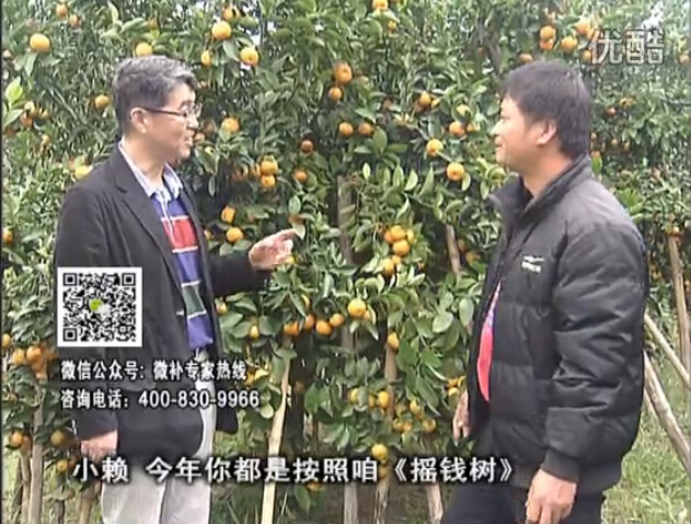 20160125珠江臺搖錢樹：如何解決柑橘兩大問題：黃樹和果品質差？