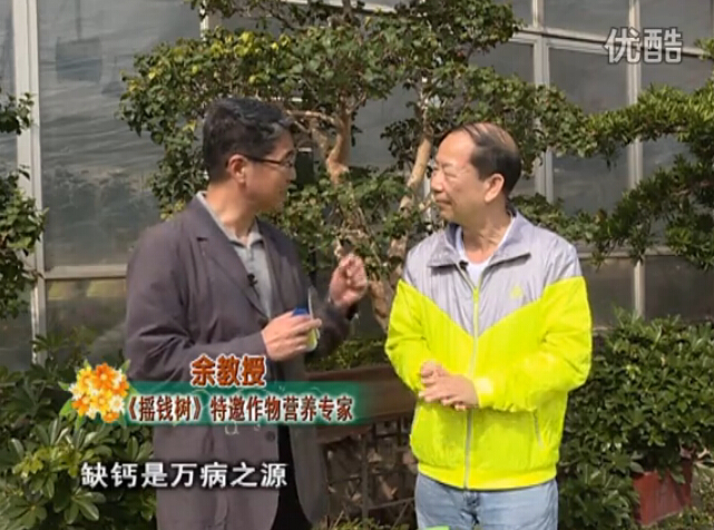 20160125珠江臺搖錢樹：家庭盆栽花卉噴綠夫人160度補鈣抗病液，長勢精神、抗病好