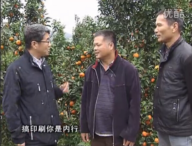 20160201珠江臺搖錢樹：開印刷廠改行種柑橘，保樹靚今年還高產？