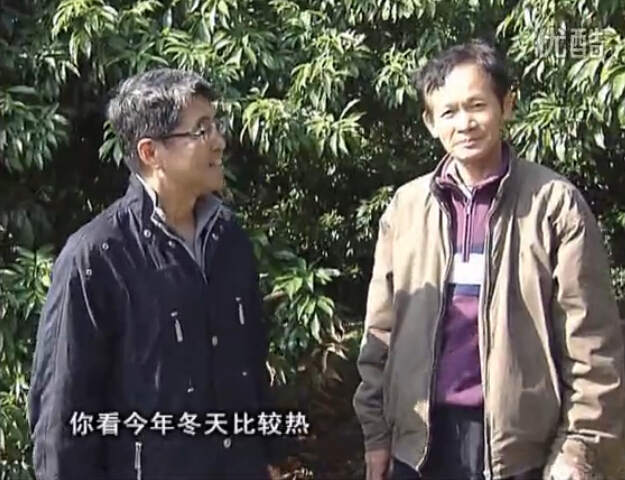 20160201珠江臺搖錢樹：暖冬荔枝易沖梢，如何促花壯花好？看微補