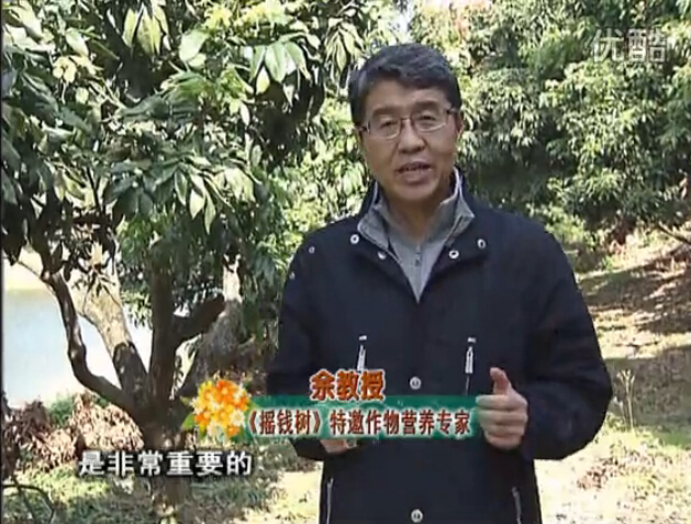 20160215珠江臺搖錢樹：名貴花木盆景，用綠夫人系列保葉、花靚、又抗病