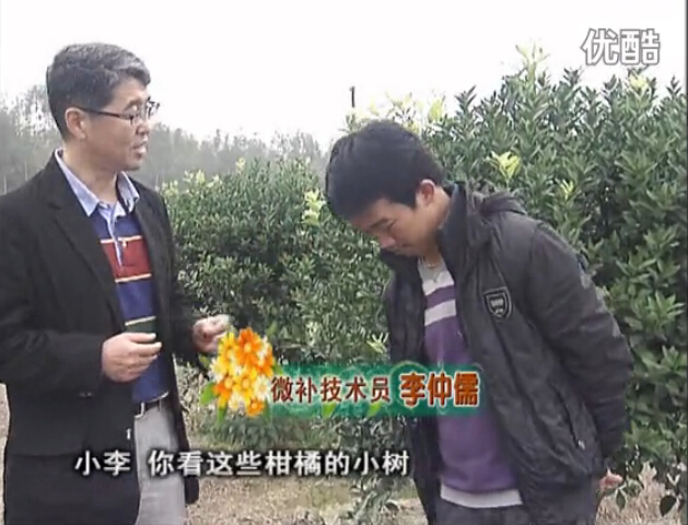 20160215珠江臺搖錢樹：柑橘小樹頭年掛果撒微補倍力、噴花力+碧力，壯樹促花好