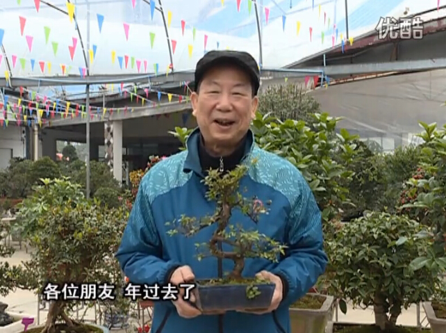 20160229珠江臺搖錢樹：盆景換盆養護，用綠夫人營養液恢復生機