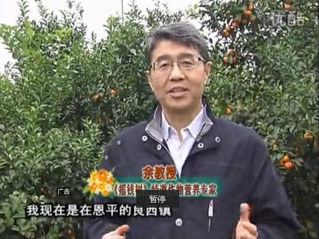 20160229珠江臺搖錢樹：柑橘用微補全年方案，黃樹恢復、果品質好賣價高