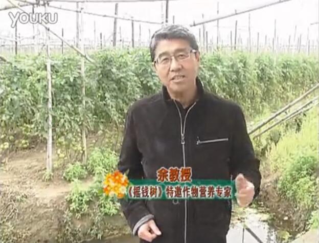 20160307珠江臺搖錢樹：天冷蔬菜有價卻無產？用微補方案苗壯保葉有產！