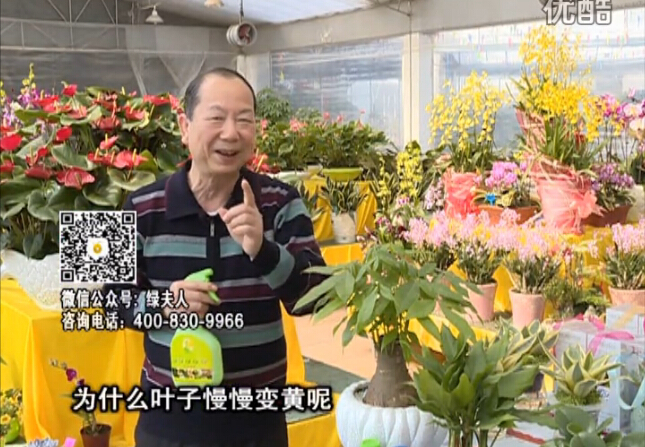 20160307珠江臺搖錢樹：陰生植物也不好種，黃葉多長勢弱？用綠夫人來呵護