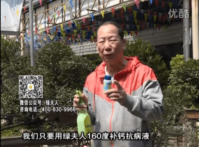 ?20160321珠江臺搖錢樹：盆栽花卉用綠夫人160度補鈣抗病液，低溫陰雨天長勢壯、抗病好