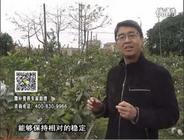20160328珠江臺搖錢樹：番石榴淋沖微補根力鈣+微補精力，凍后恢復長勢、促進開花坐果