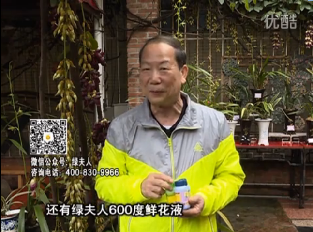 20160404珠江臺搖錢樹：養禾雀花等盆栽，用綠夫人營養液養得好又增色