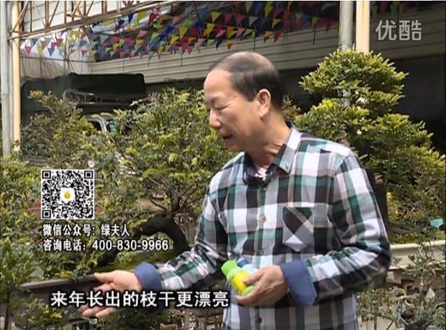 通叔親自體驗，盆景凍后用綠夫人營養液抽芽恢復好