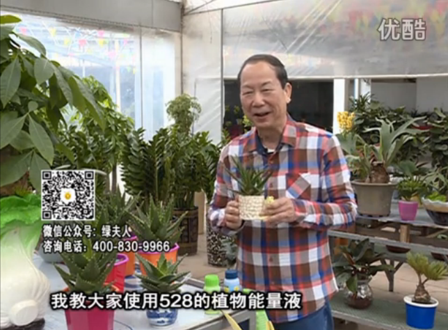 20160425珠江臺搖錢樹：室內綠植用綠夫人營養液，補充營養健康又環保